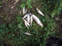 Fischsterben Wipper 1438